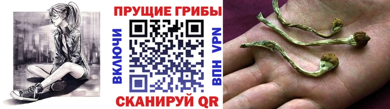 магазин  наркотиков  Горно-Алтайск  Псилоцибиновые грибы ЛСД 